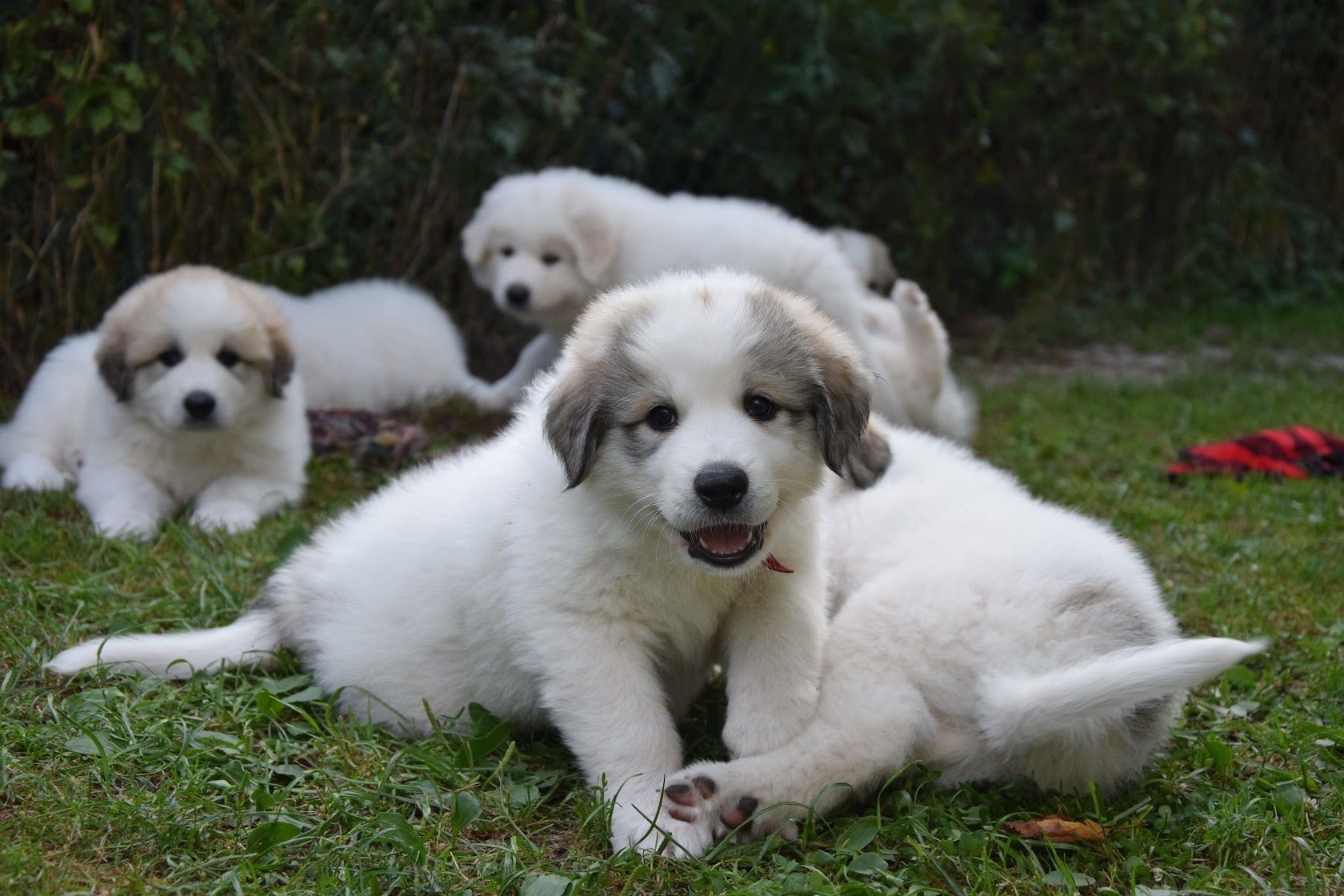 Pyrenean Mountain Dog puppies resting on the grass