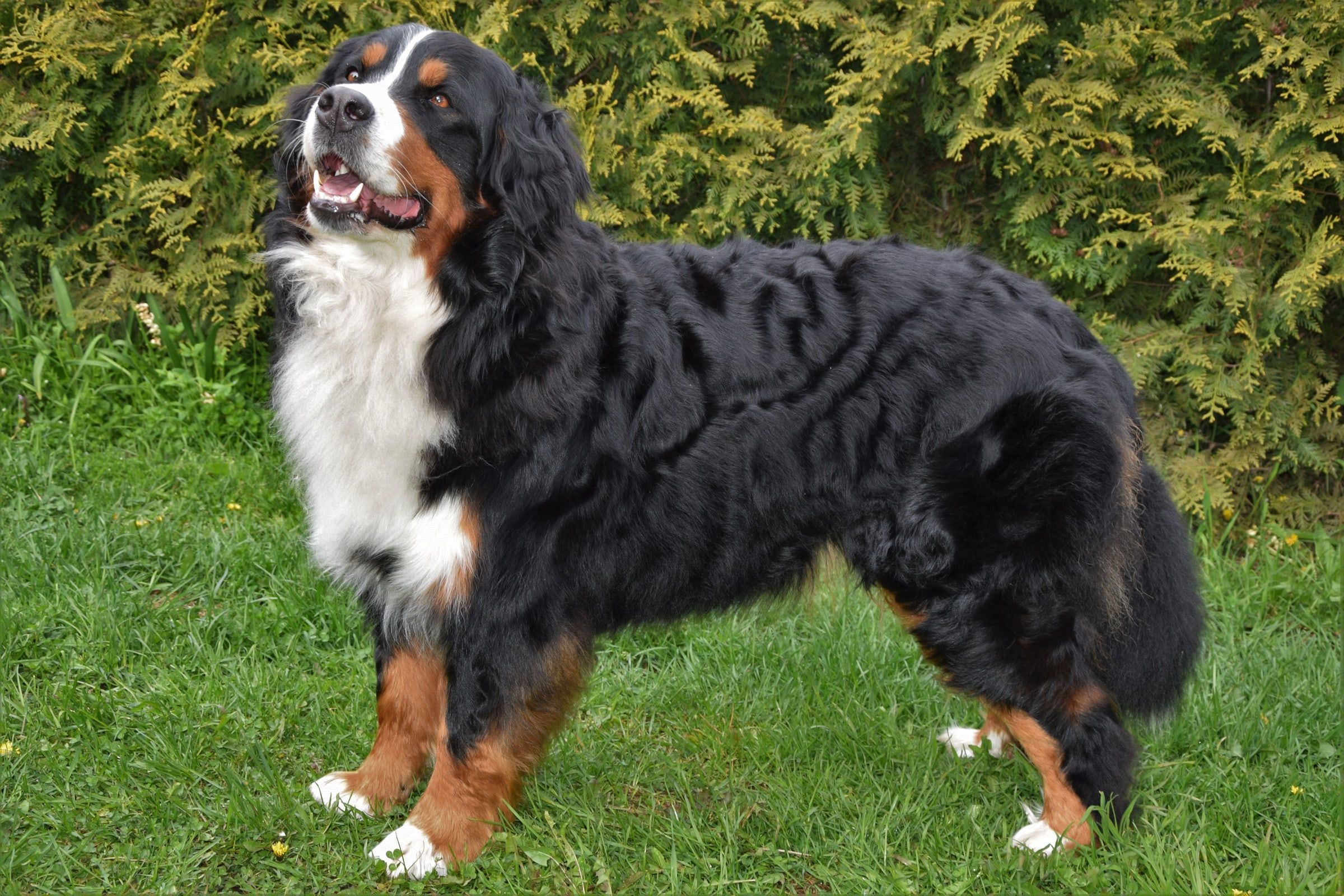 Gamuvel Patou Millie, a Bernese Mountain Dog, standing on a lawn