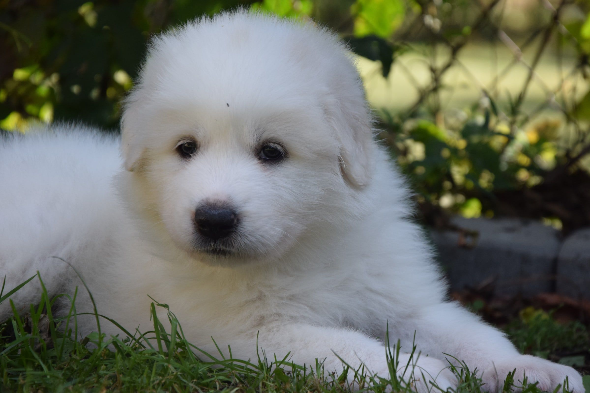 Pyrenean Mountain Dog puppy from Litter O