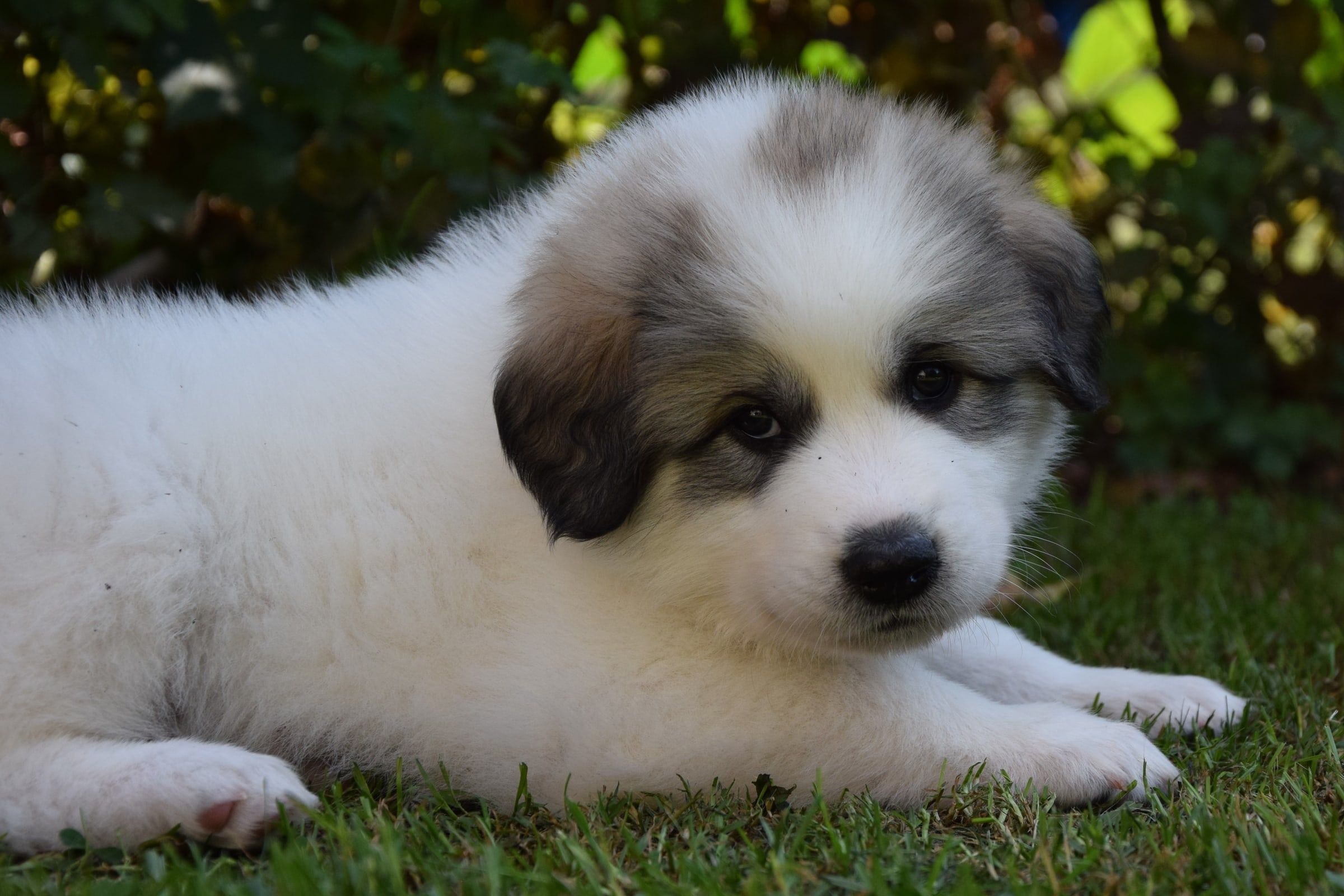 Pyrenean Mountain Dog puppy from Litter O