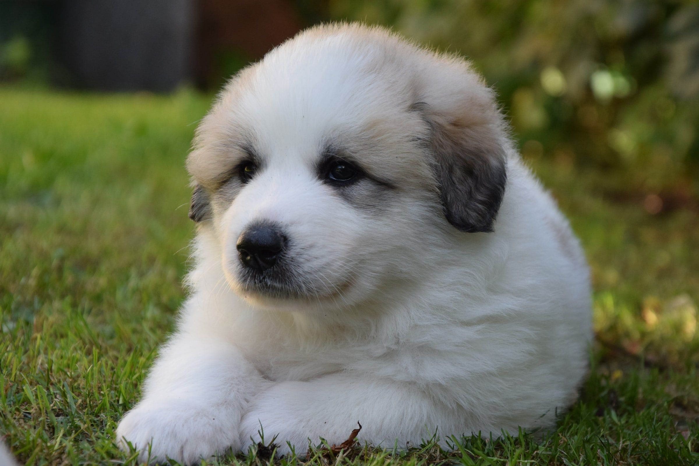 Pyrenean Mountain Dog puppy from Litter O