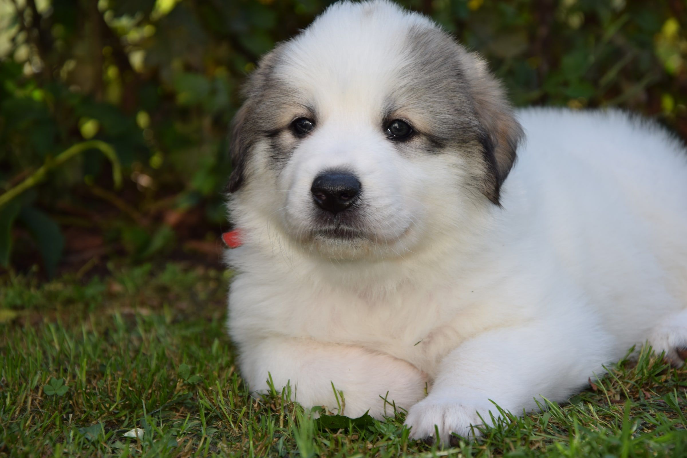 Pyrenean Mountain Dog puppy from Litter O