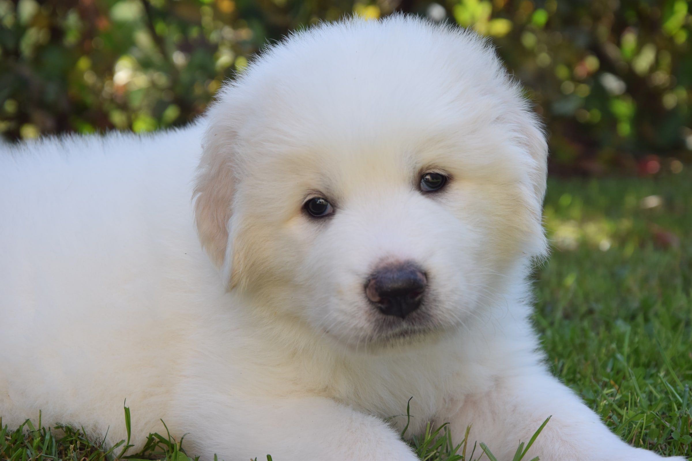 Pyrenean Mountain Dog puppy from Litter O