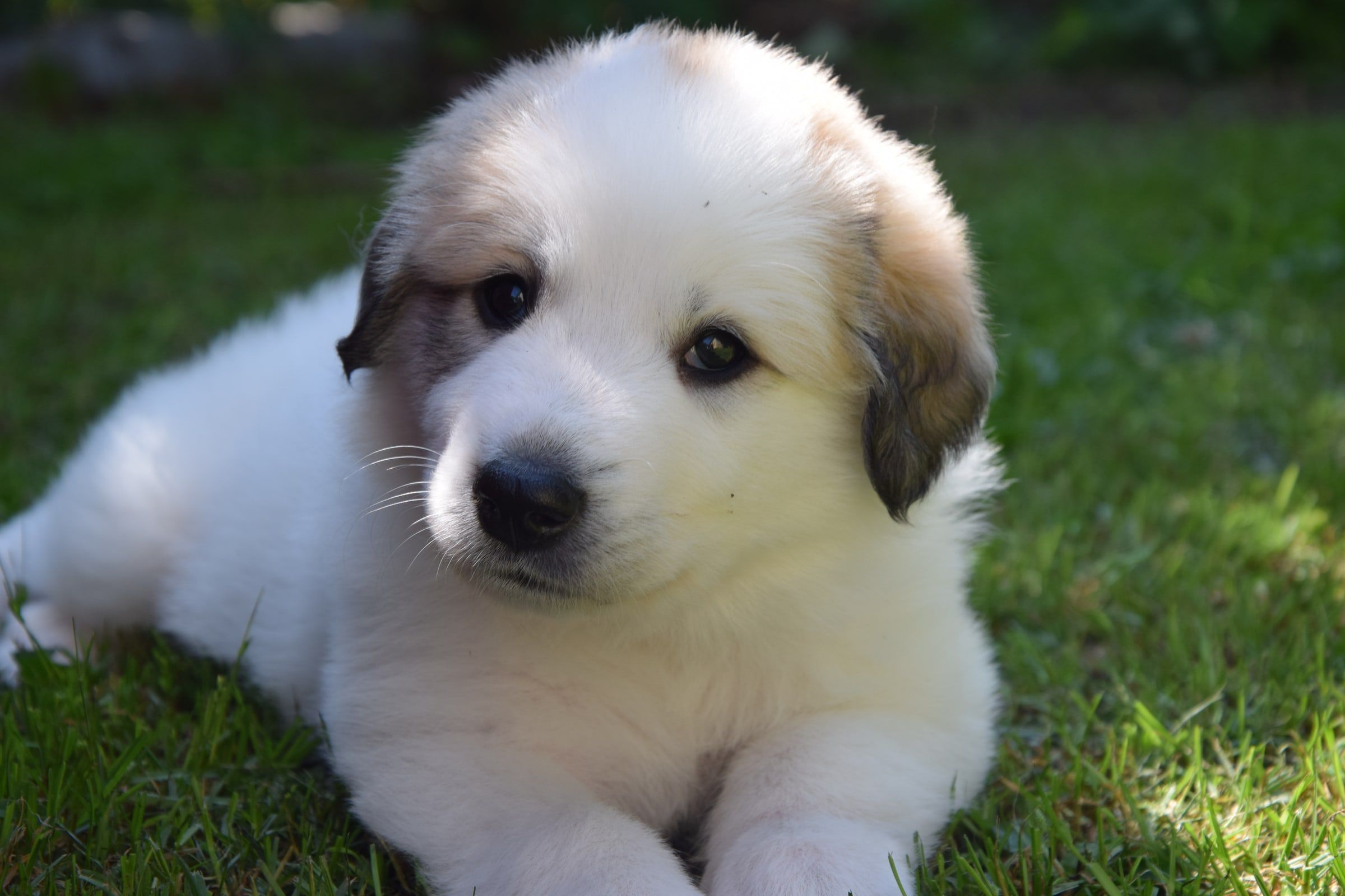 Pyrenean Mountain Dog puppy from Litter O