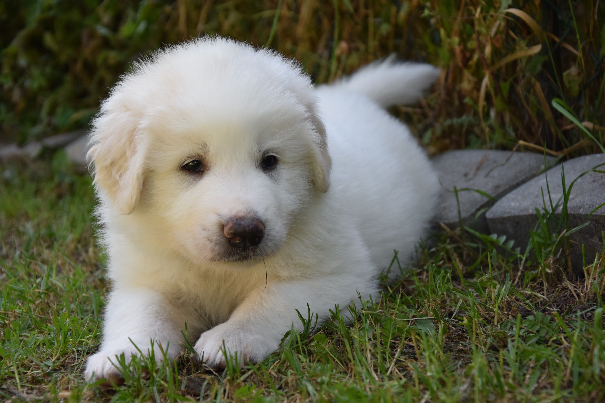 Pyrenean Mountain Dog puppy from Litter O