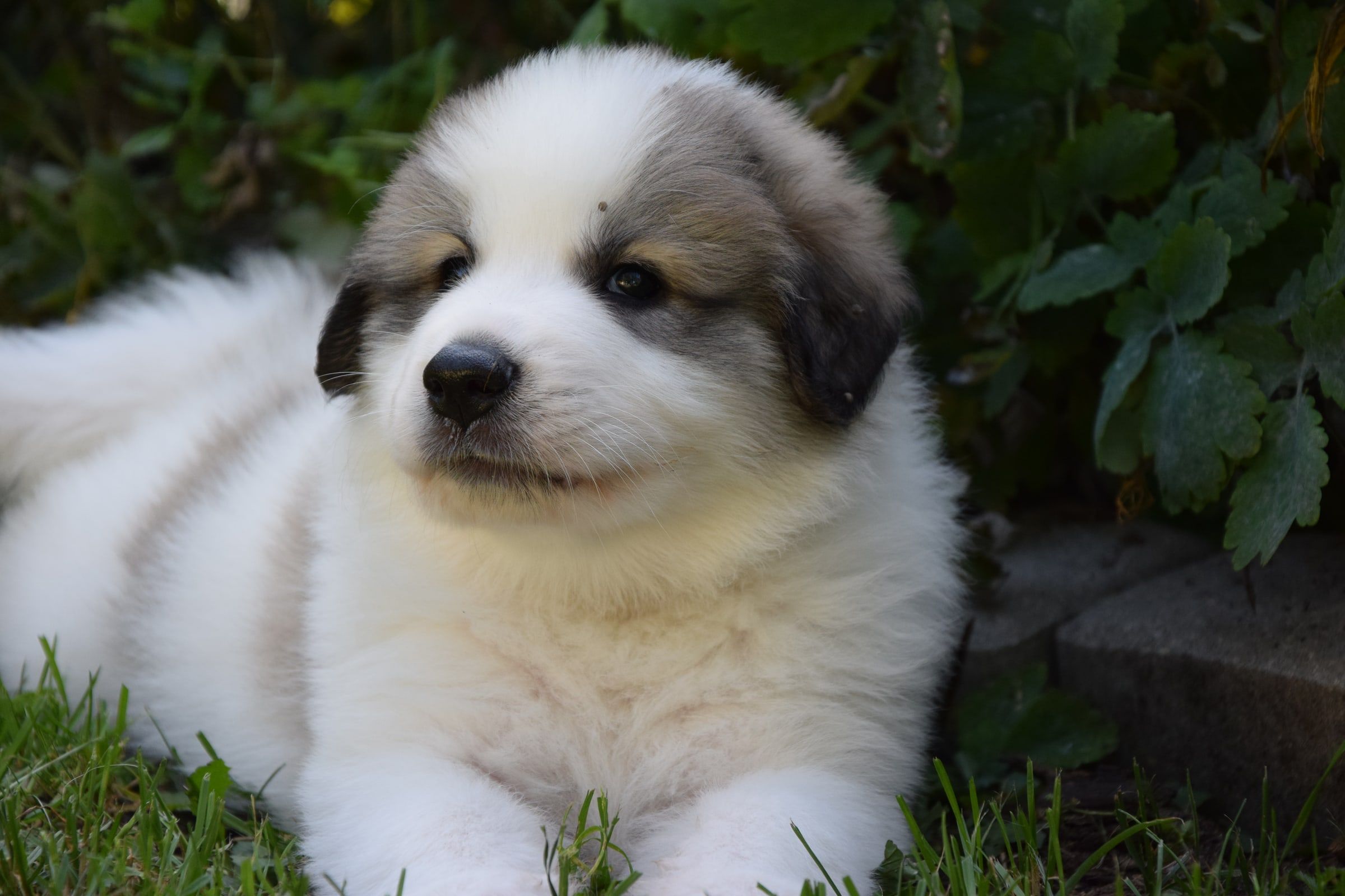Pyrenean Mountain Dog puppy from Litter O