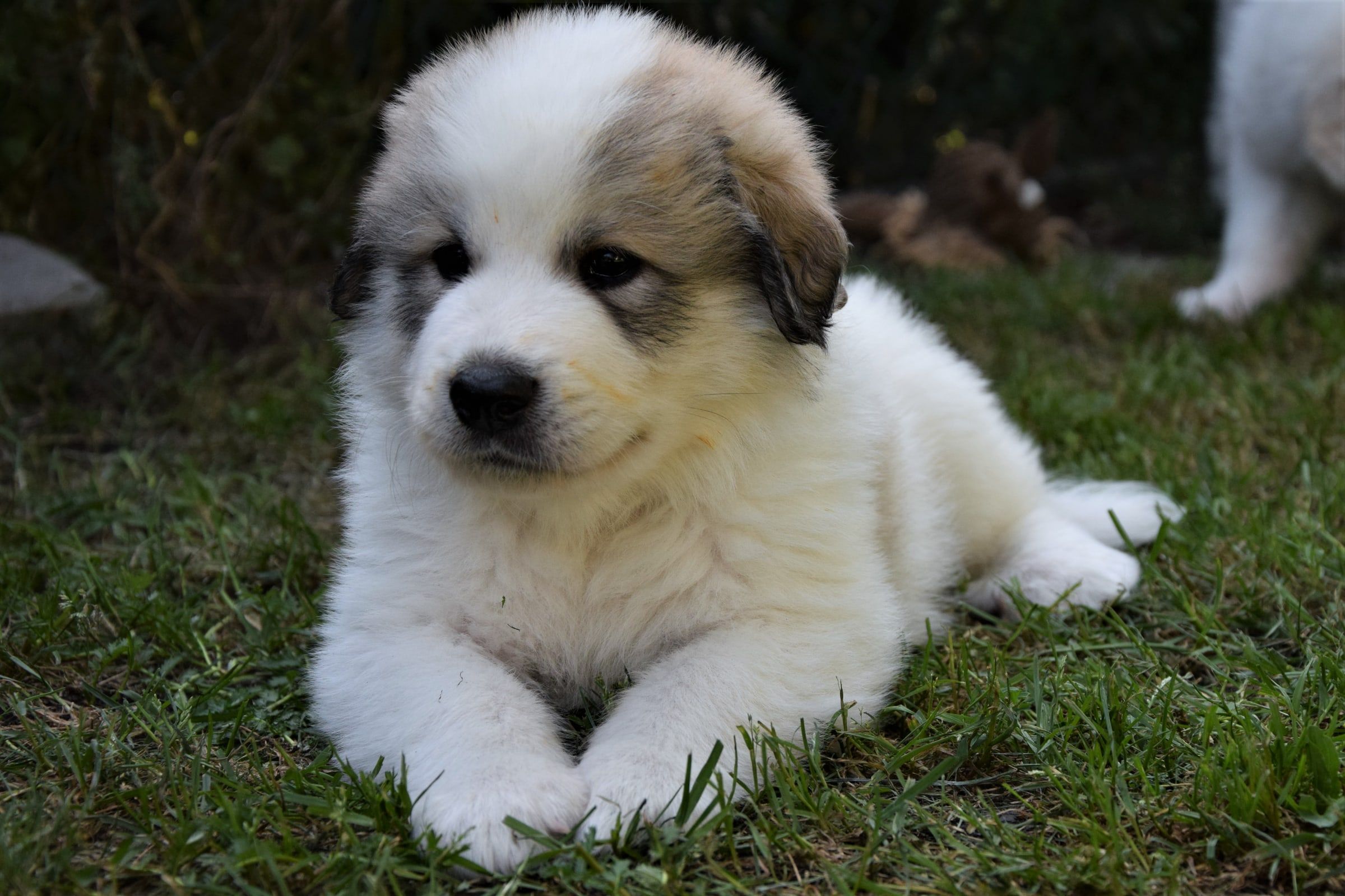 Pyrenean Mountain Dog puppy from Litter O