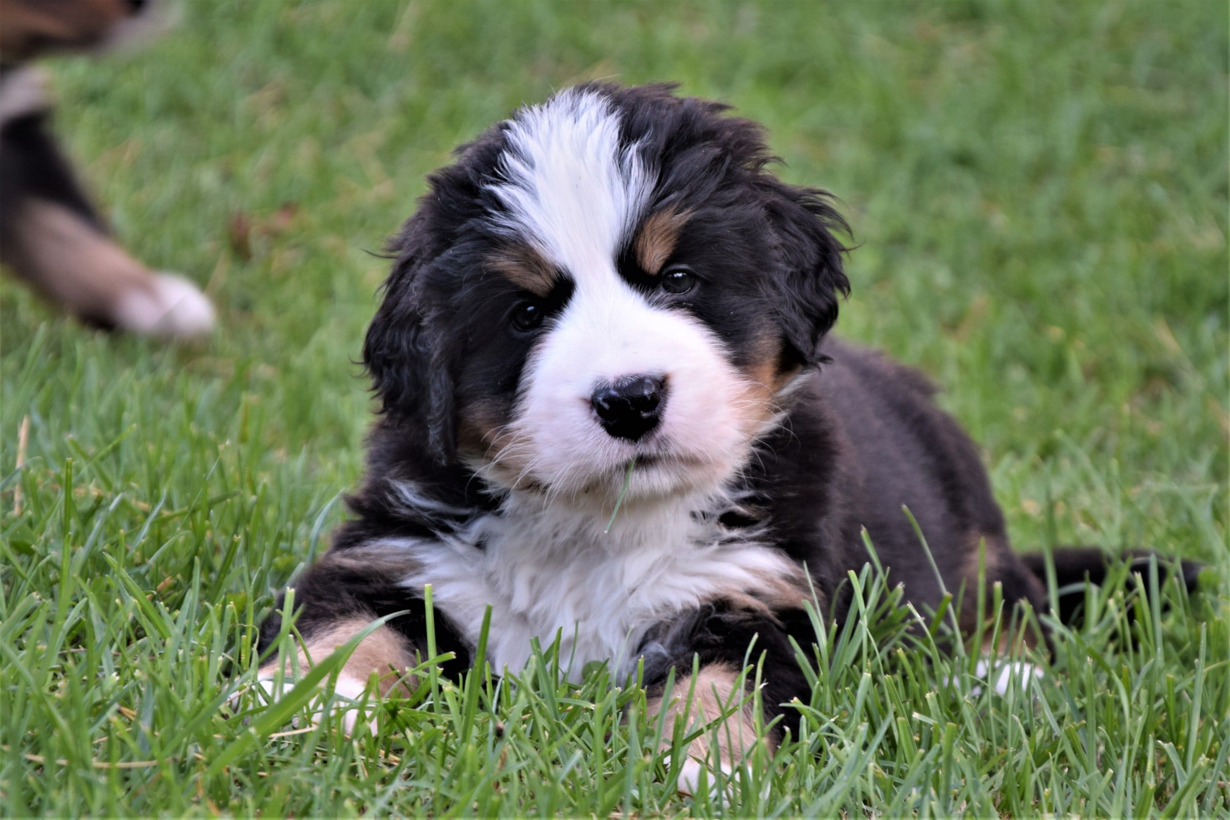 Girl-Pink/TIA, a Bernese Mountain Dog puppy