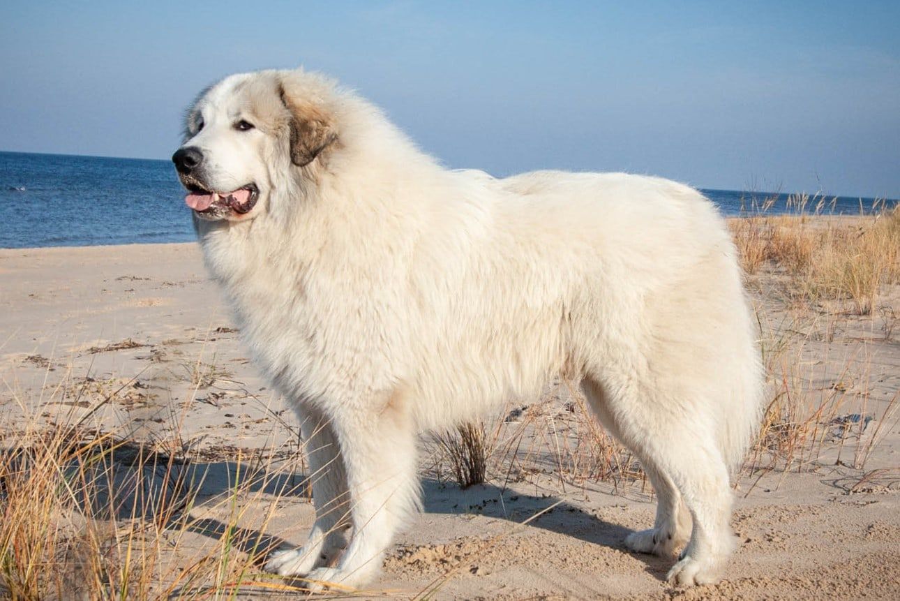 Gamuvel Patou Porthos, a Pyrenean Mountain Dog, standing on a sandy beach