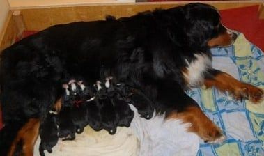 Bernese Mountain Dog mother nursing her newborn puppies