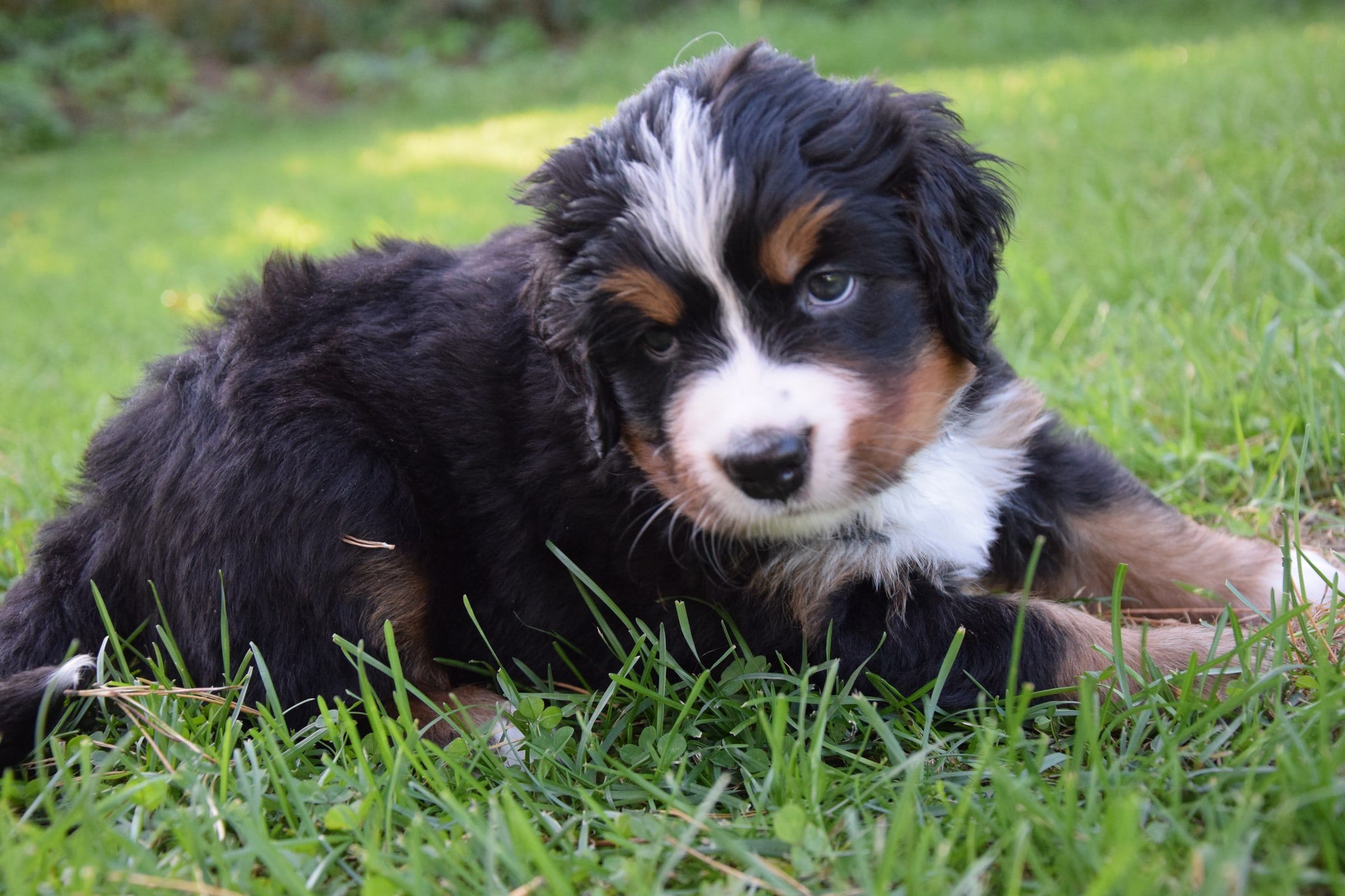 Girl-Red/TIBERIA, a Bernese Mountain Dog puppy
