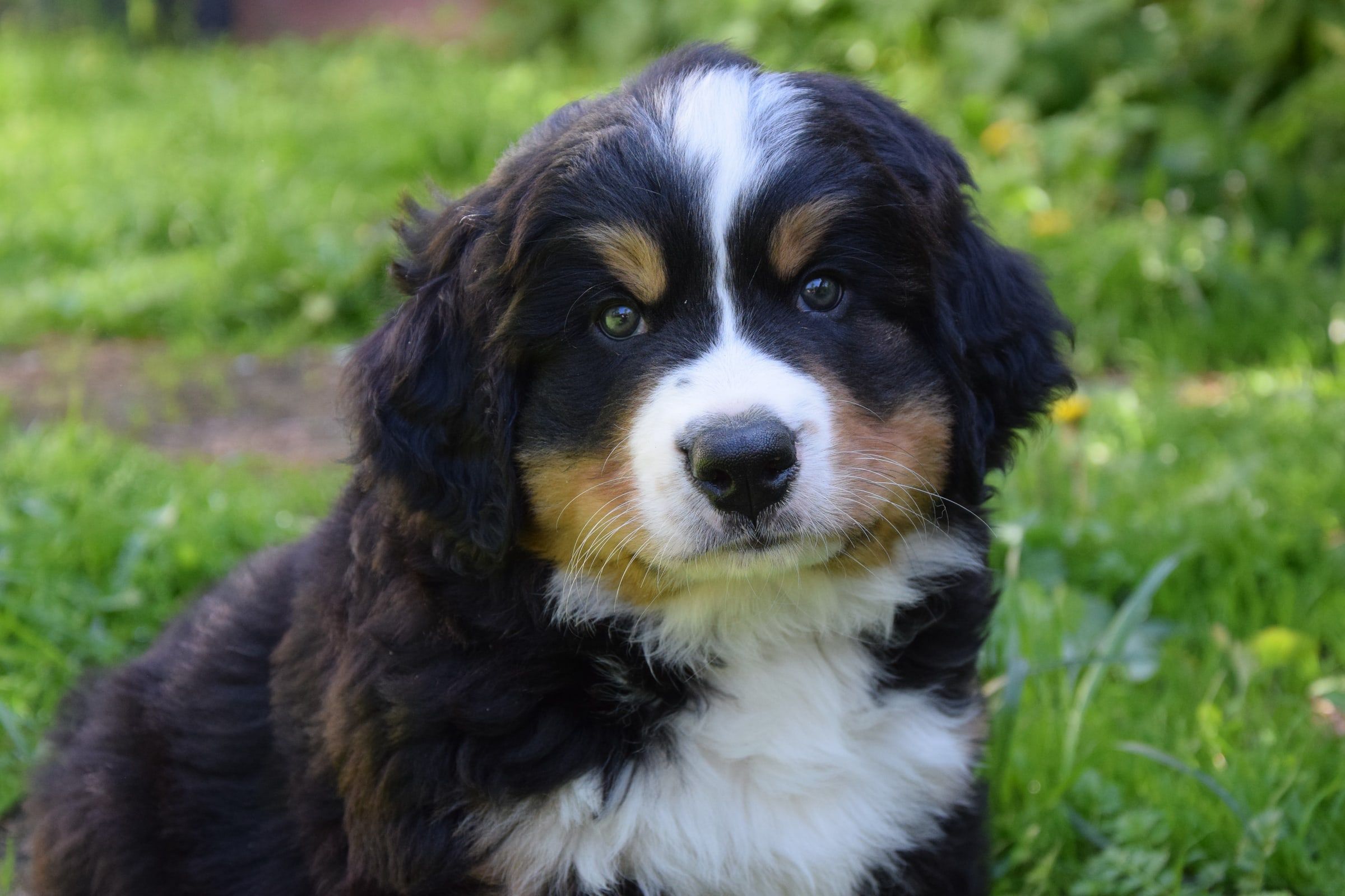 Boy-Severin Bryn, a Bernese Mountain Dog puppy
