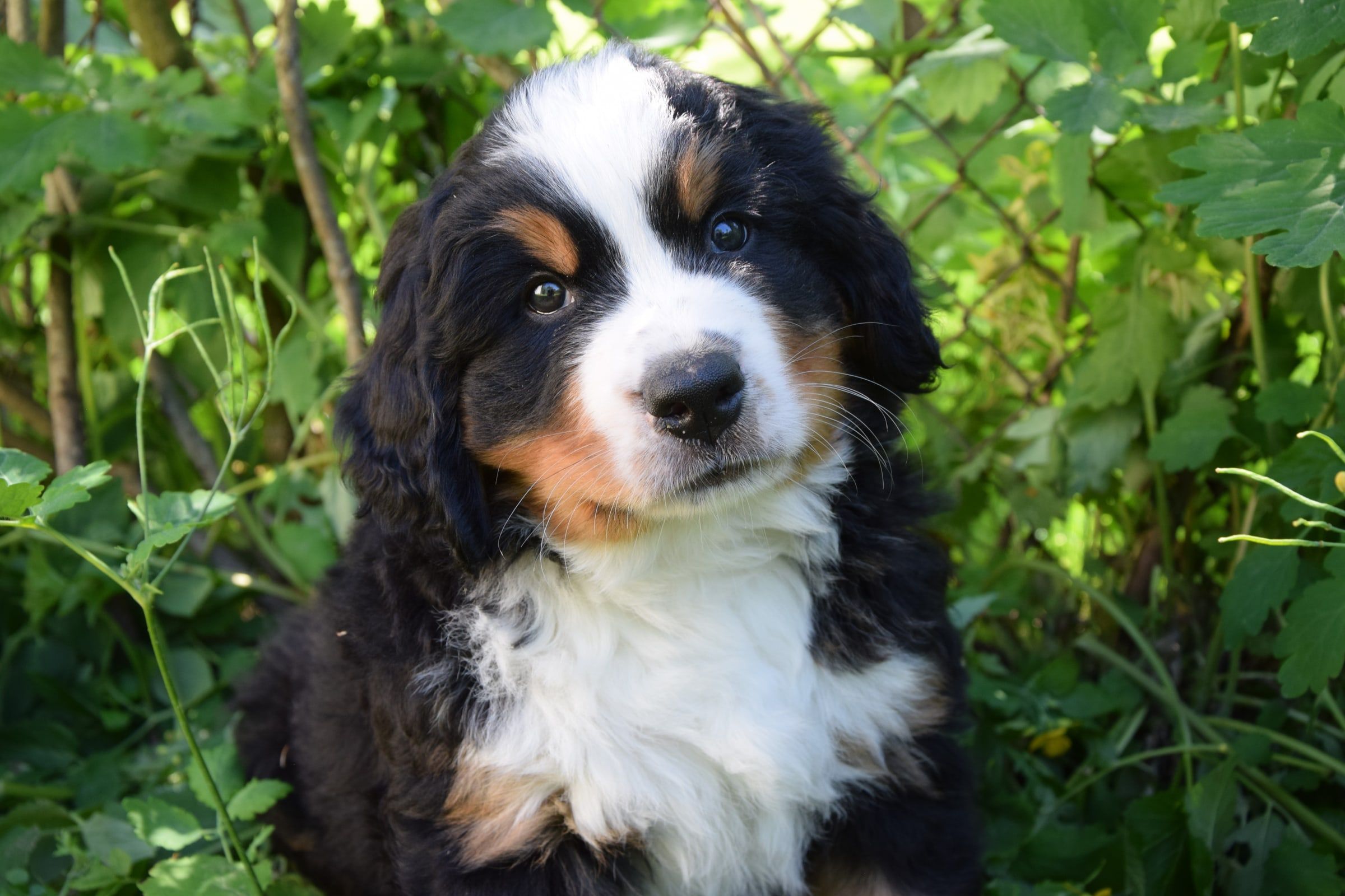 Boy-Sir Bono, a Bernese Mountain Dog puppy