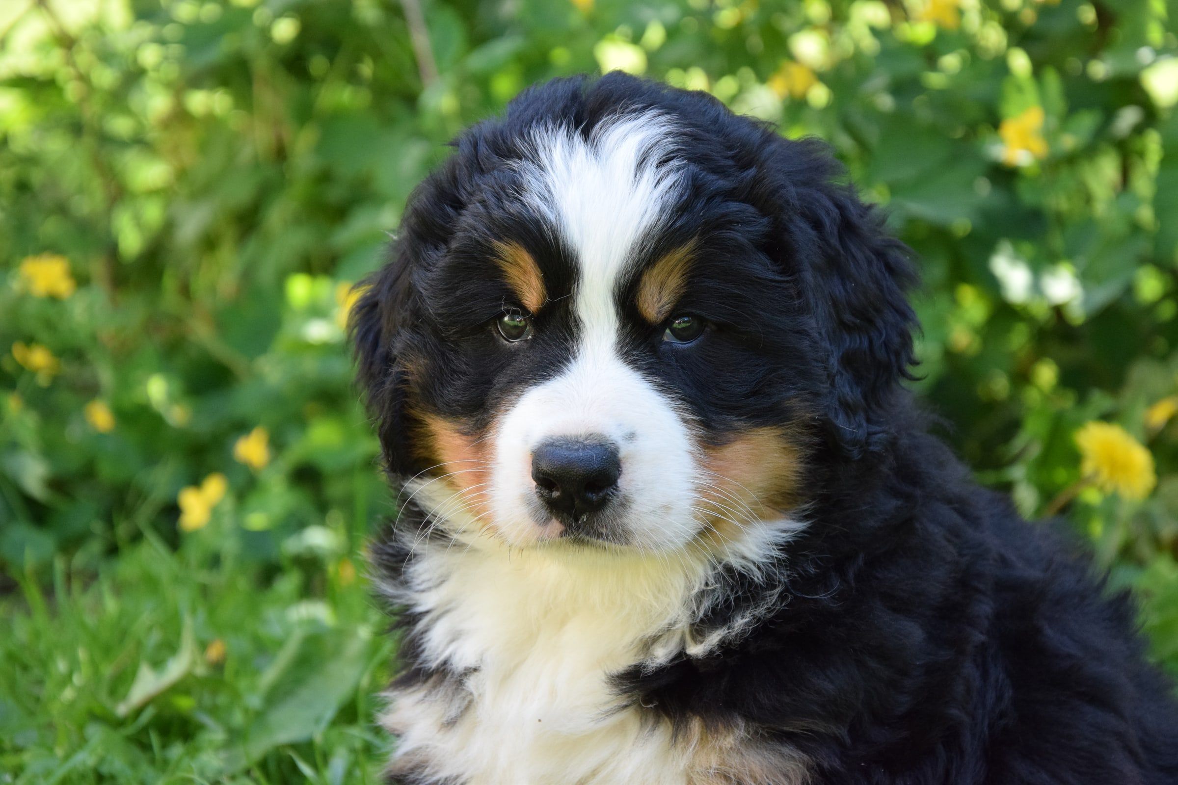 Gamuvel Patou Skye as a Bernese Mountain Dog puppy, close-up portrait