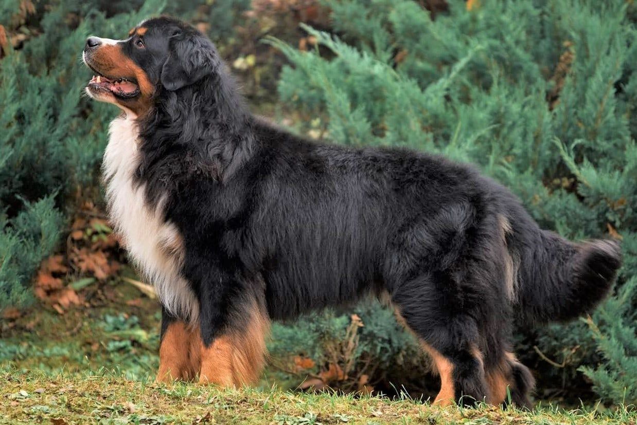 Vivat Pride Adorable, a Bernese Mountain Dog, standing among shrubs