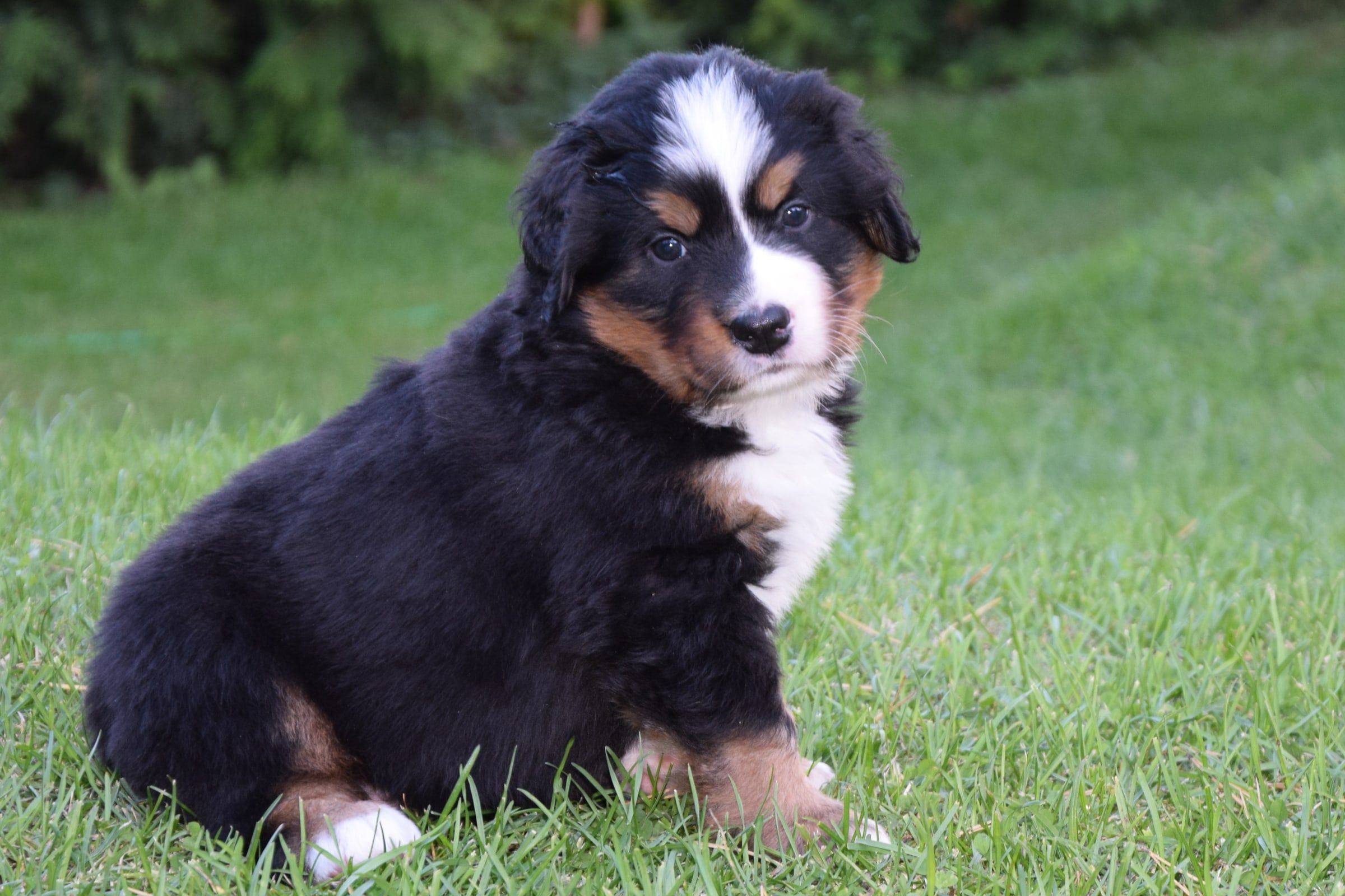 Girl-White/TAKAMI, a Bernese Mountain Dog puppy