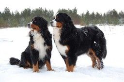 Two Bernese Mountain Dogs in the snow, one sitting and one standing