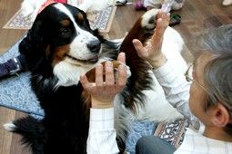 Bernese Mountain Dog raising a paw to an elderly person's hand during a therapy session