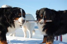 Two Bernese Mountain Dogs sharing a stick in the snow, with a Pyrenean Mountain Dog behind