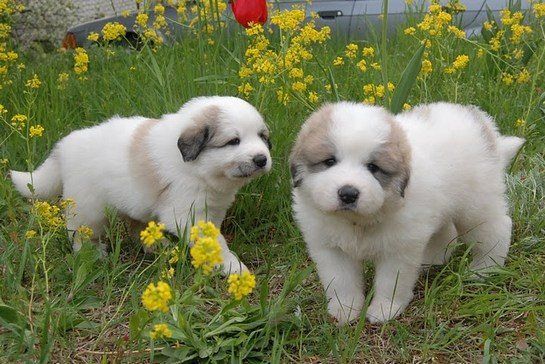 Two Pyrenean Mountain Dog puppies in long grass among yellow wildflowers