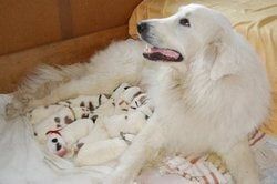 Pyrenean Mountain Dog mother lying beside her newborn puppies