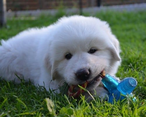 Pyrenean Mountain Dog puppy chewing a toy on the grass