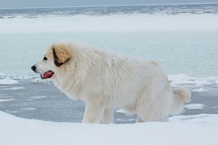 White Pyrenean Mountain Dog standing on snow beside a frozen sea