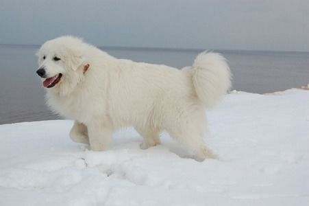 White Pyrenean Mountain Dog walking on snow by the sea
