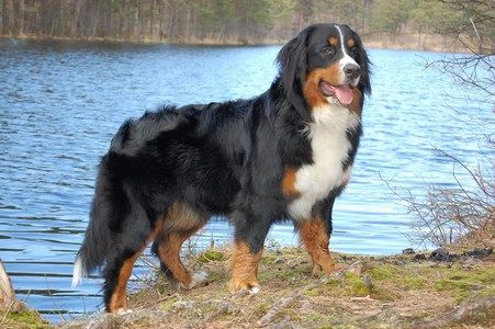 Bernese Mountain Dog standing on a lakeshore
