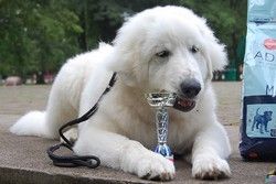 Young Pyrenean Mountain Dog lying down with a small show trophy