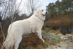 Pyrenean Mountain Dog standing on a grassy mound beside a lake